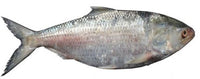 Hilsha 1000g - 1200g Each. Base on 13.99/lb