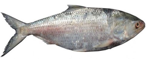 Hilsha 1000g - 1200g Each. Base on 13.99/lb