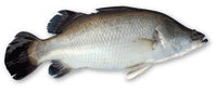 Koral 1 KG and up Each