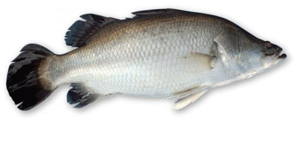 Koral 1 KG and up Each