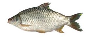 Shorputi 1.5 KG Each