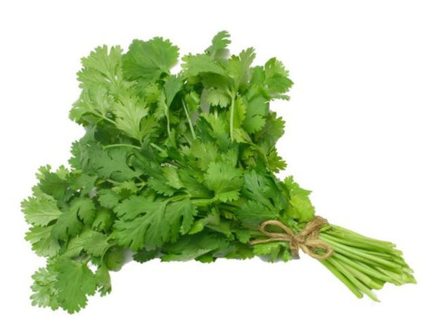 Cilantro 1 Big Bunch