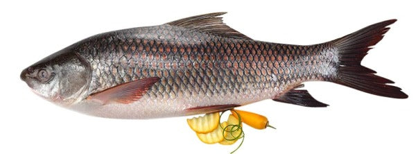 Rohu 3 KG and up Each. Base on 3.49/lb