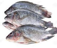 Tilapia 1.5 KG Each