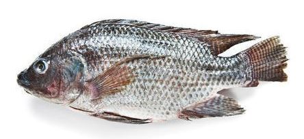 Tilapia 1.5 KG Each