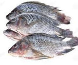 Tilapia 1.5 KG Each